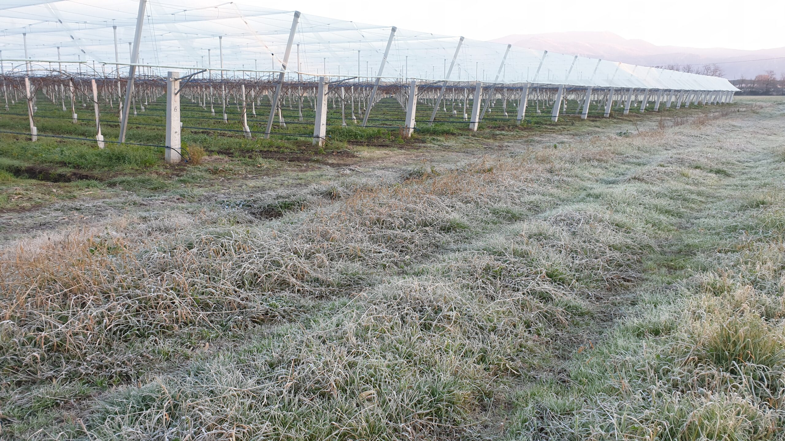 Arrigoni|ARRIGONI_KIWI GIALLO_LATINA_LATE FROST|Arrigoni KIWI GIALLO_LATINA_LATE FROST